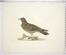 (image for) Artic Skua