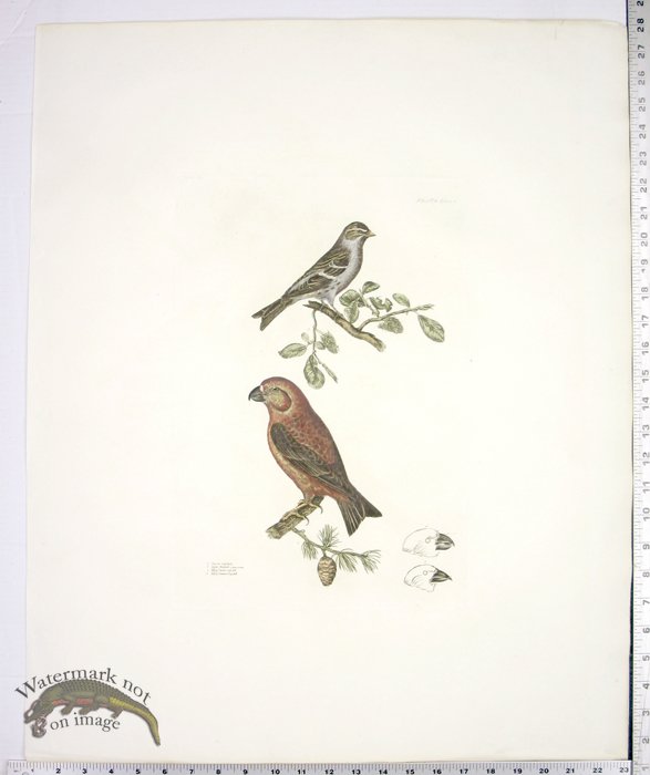 Parrot Grofsbill and Lefser Redpole