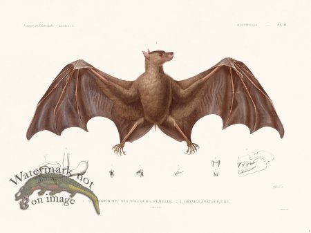 (image for) Bats of the World 01