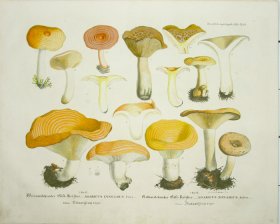 (image for) Mushroom Atlas 26