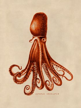 Octopus Orange 14