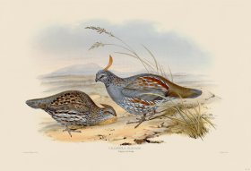 18 Elegant partridge