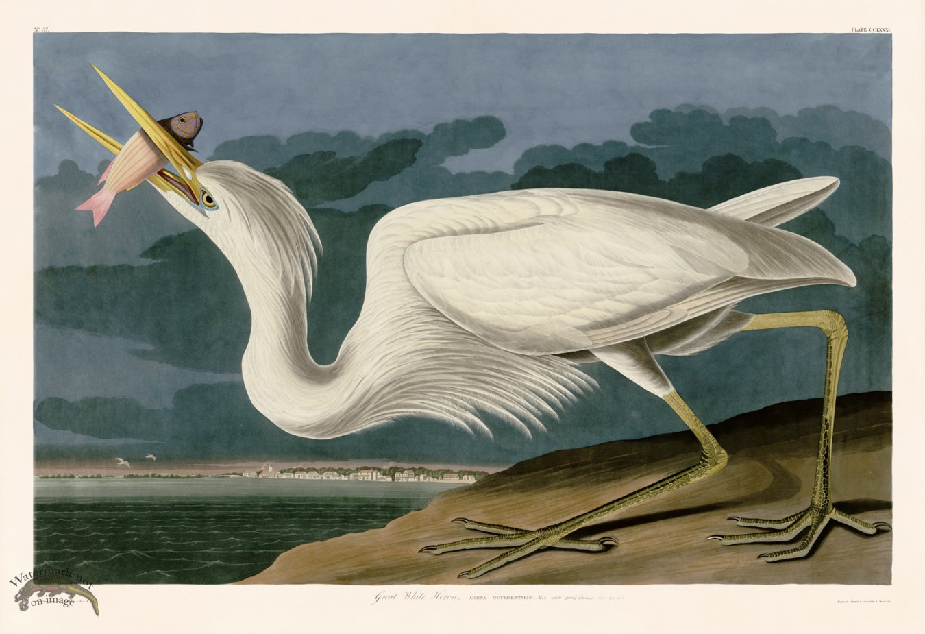 (image for) 281 Great White Heron