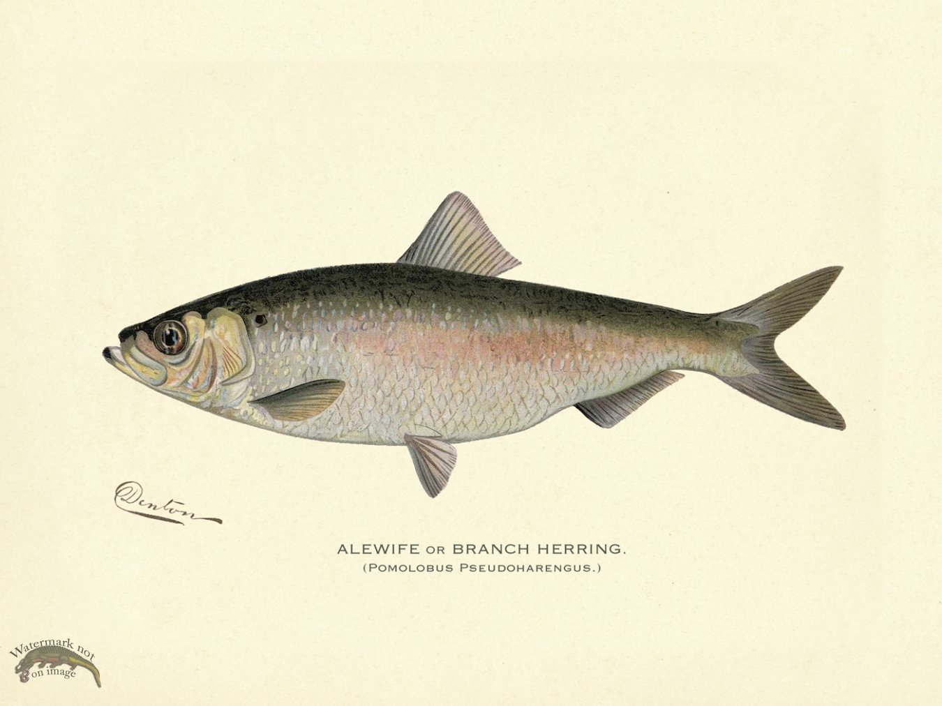 Alewife or Branch Herring