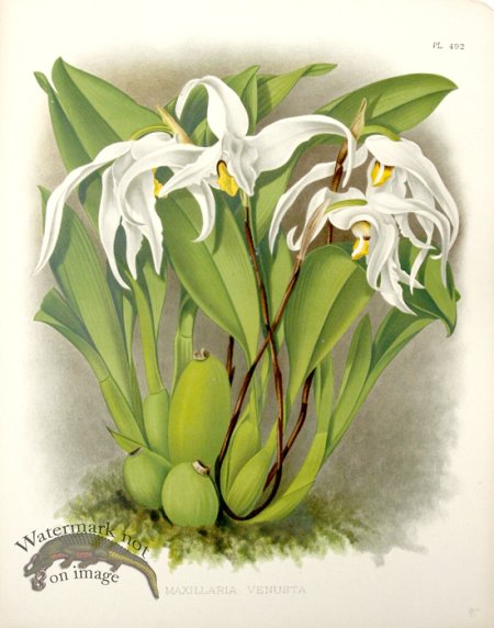 (image for) Linden Orchids 10