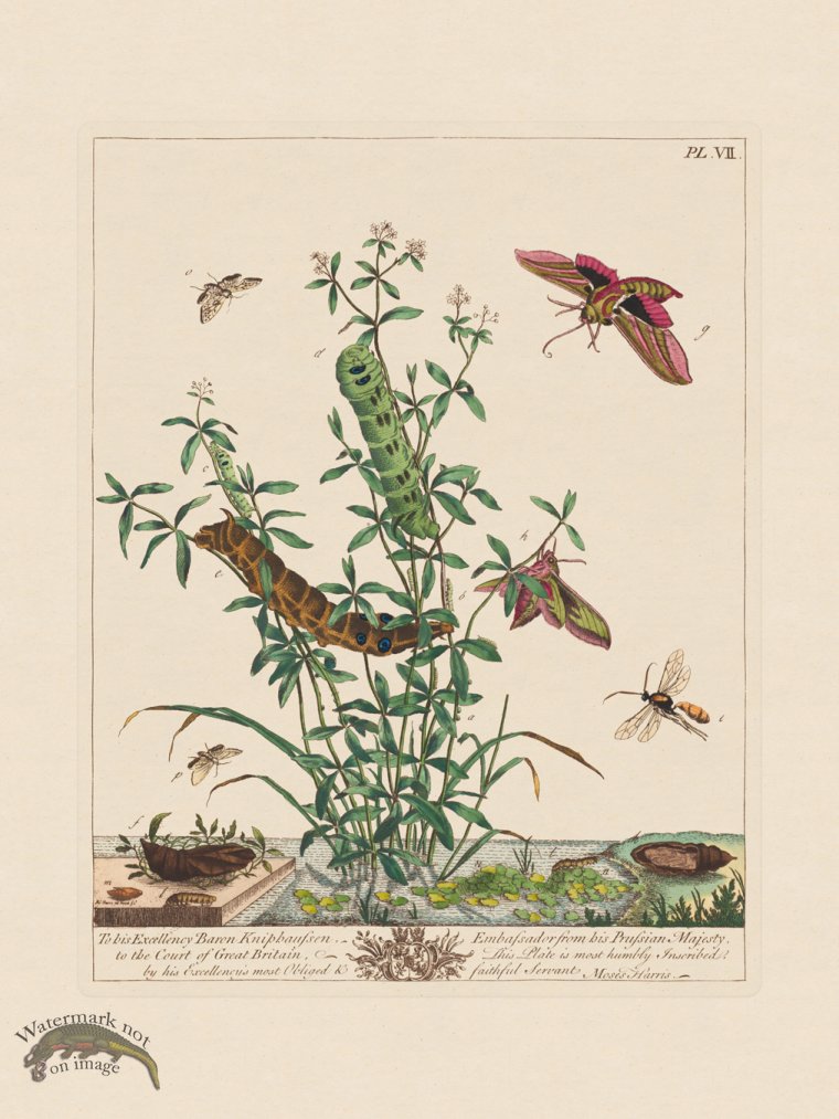 (image for) Moses Harris Insects 07