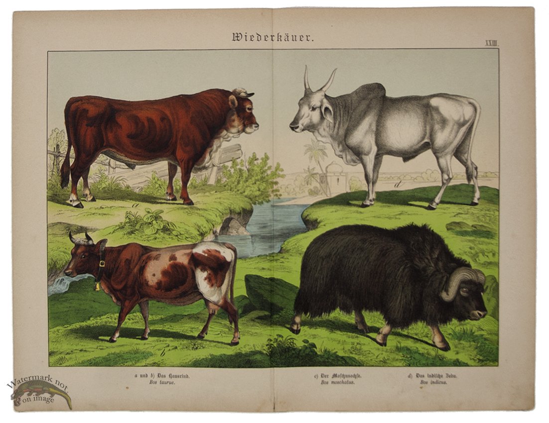 (image for) Cattle