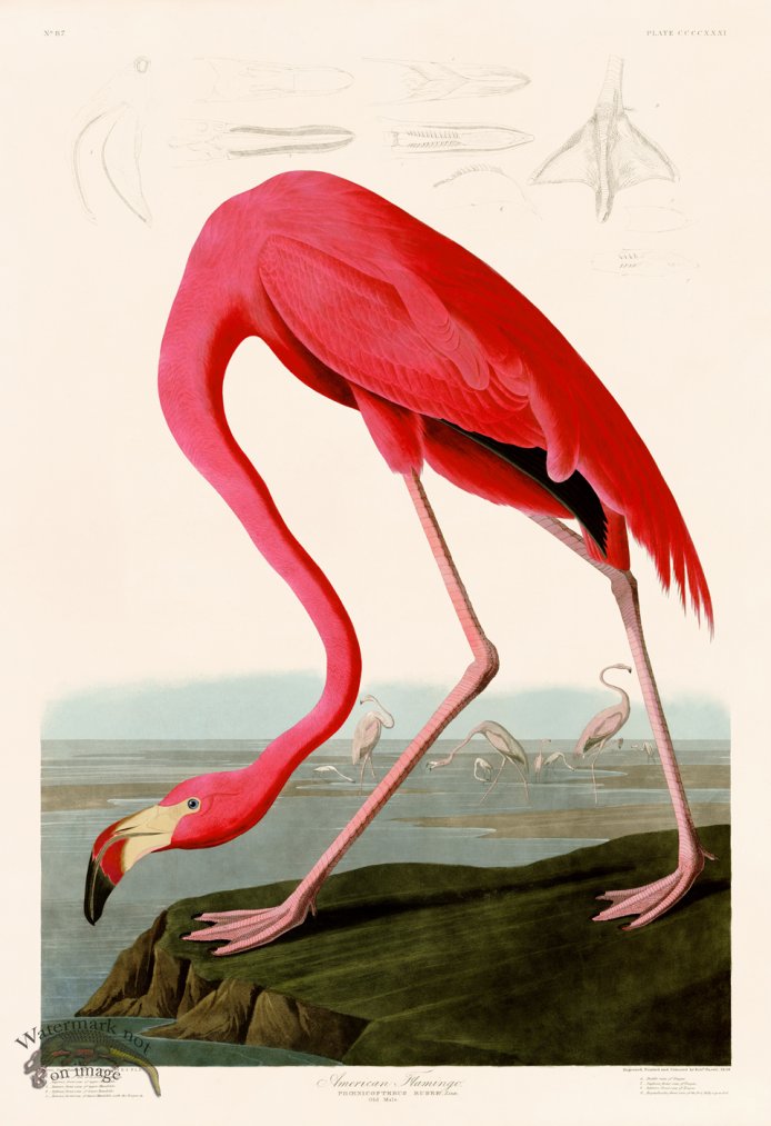 (image for) 431 American Flamingo