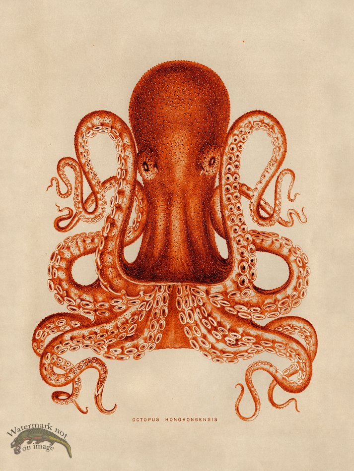 (image for) Octopus Orange 02