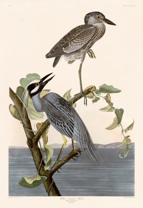 336 Yellow Crowned Heron