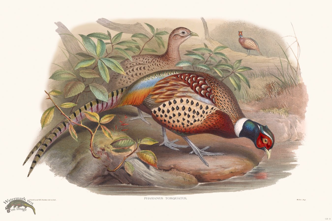 (image for) Gould Game Bird 011