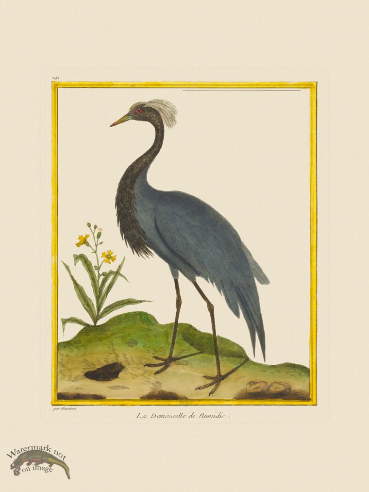 (image for) Martinet Bird 241