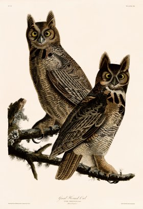 061 Great Horned Owl 