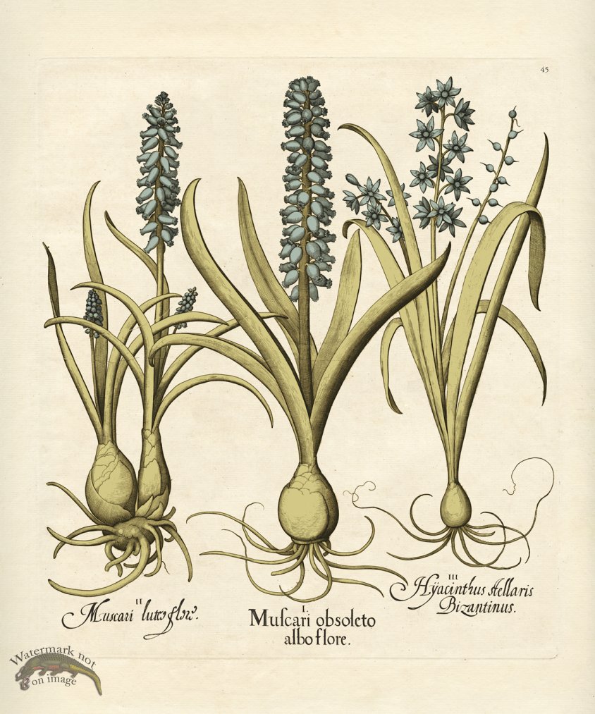 (image for) Besler Botanical 045 BG