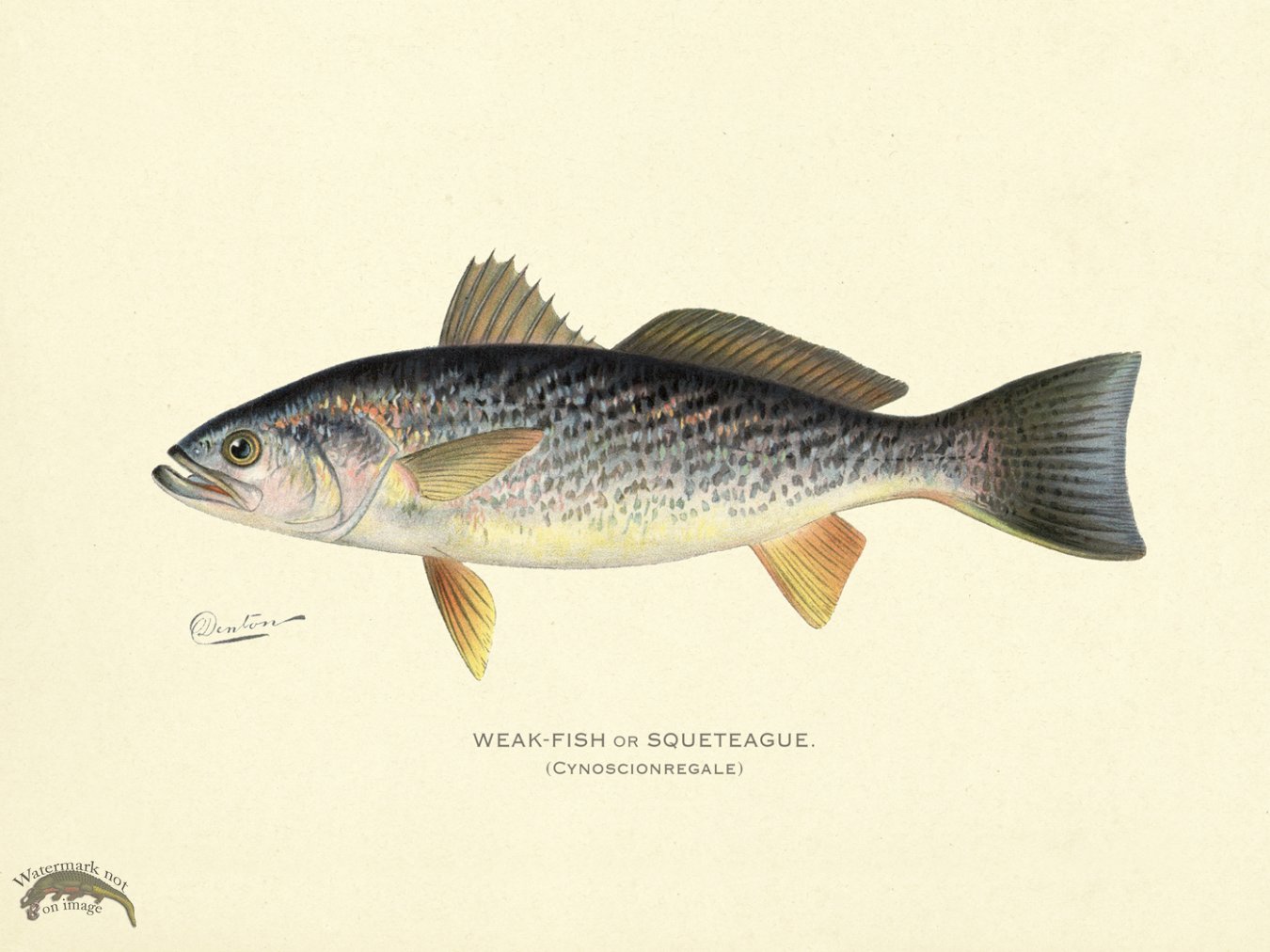 Weak Fish or Squeteague