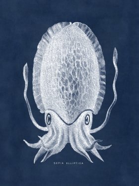 Octopus Blue 12