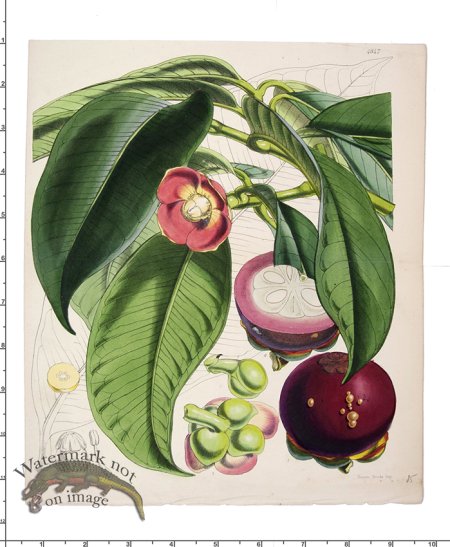 (image for) Curtis Botanical 002