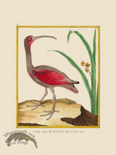 (image for) Martinet Bird 080