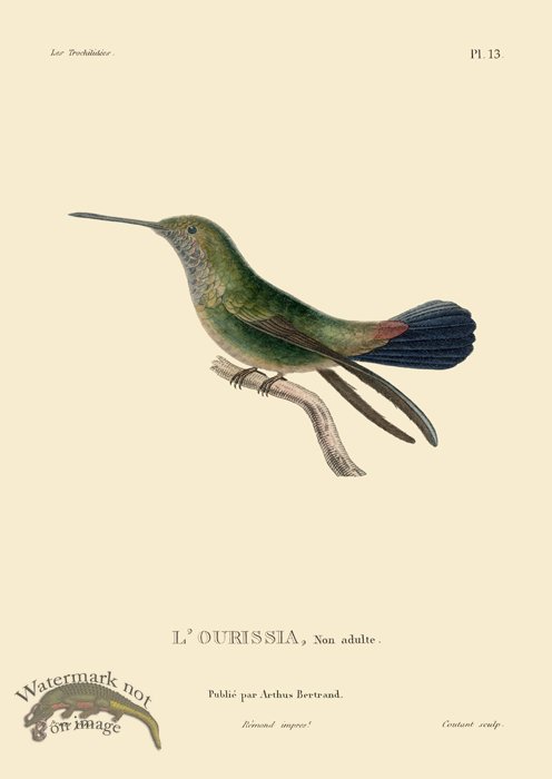 Humming Bird 13