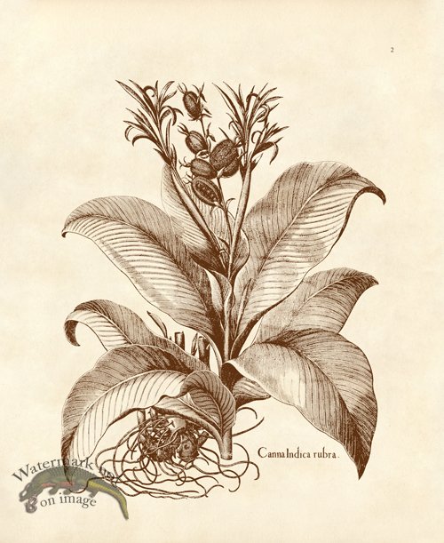 (image for) Besler 02 Canna