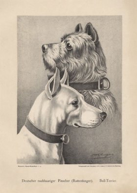 (image for) 1890s Dogs 01