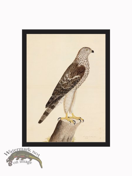 (image for) Rudbeck CFA_BF 09 HONEY BUZZARD