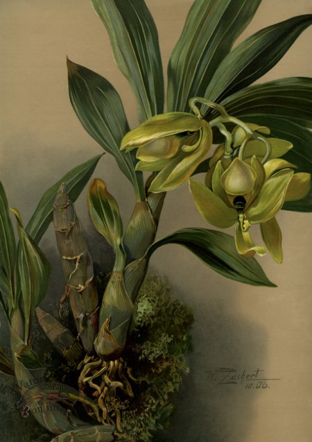 (image for) orchid 10