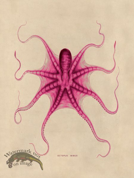 (image for) Octopus Pink 22