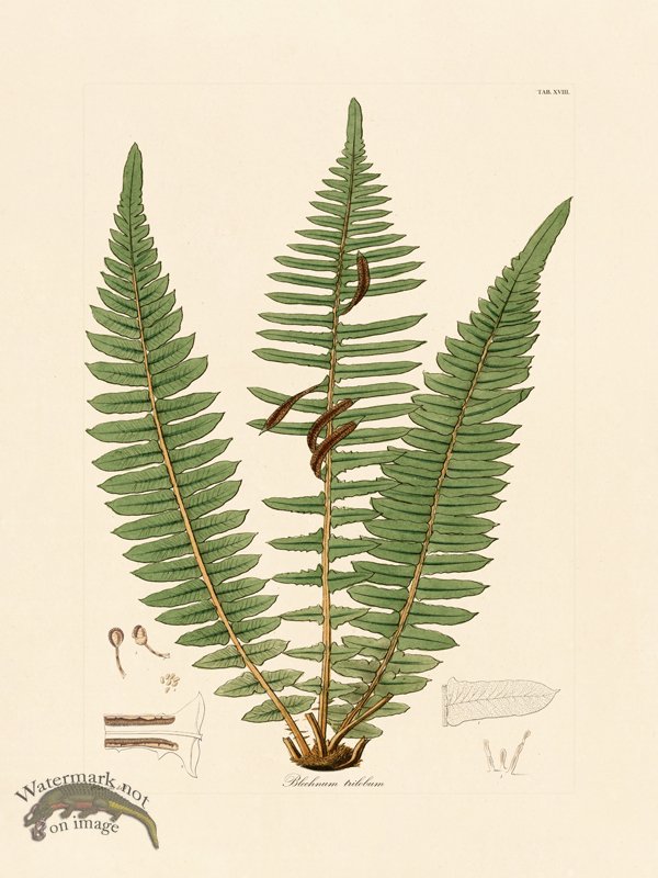 (image for) Hooker Fern 18