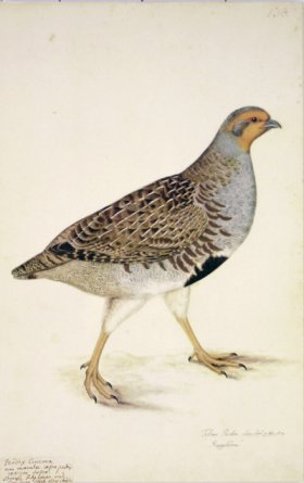 138 Swedish Birds . Tetrao Perdix, Gray Partridge