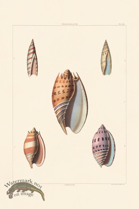 (image for) Perry Shell 37