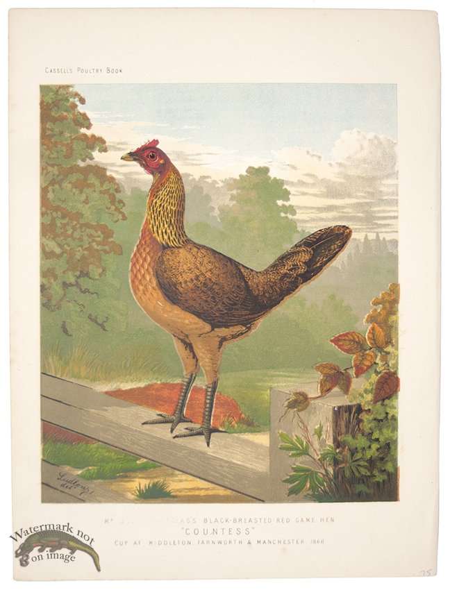 (image for) Black Breasted Game Hen