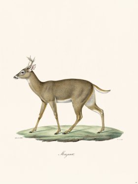 Cuvier 018 Brocket Deer