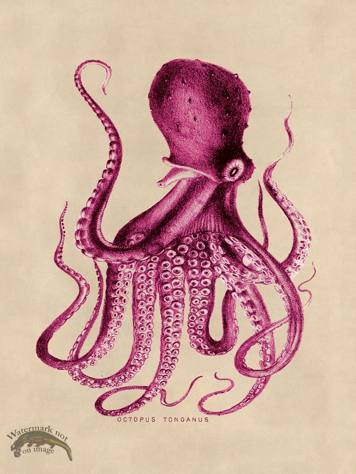 (image for) Octopus Pink 09