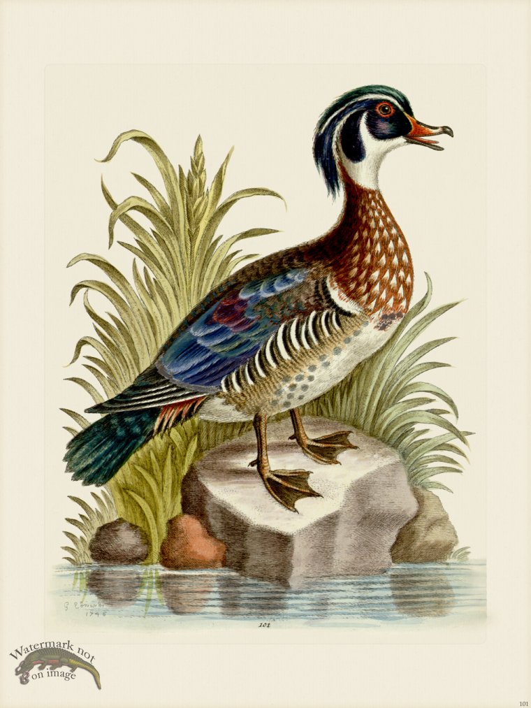 (image for) Edwards 101 Summer Duck of Catesby