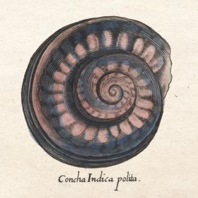 Merian Shell 6