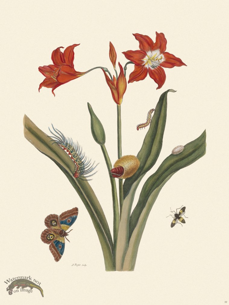 Merian Metamorphosis 22