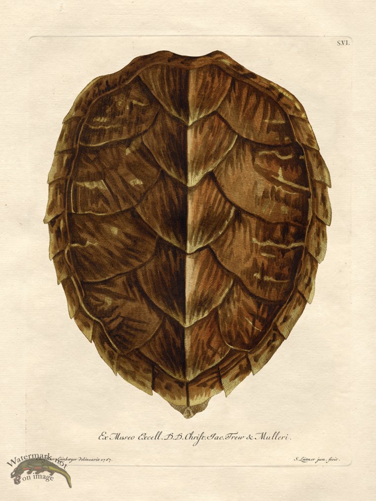 (image for) Trew Turtle Shell 06