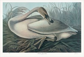 Young Trumpeter Swan