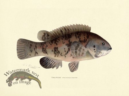 (image for) Tautog