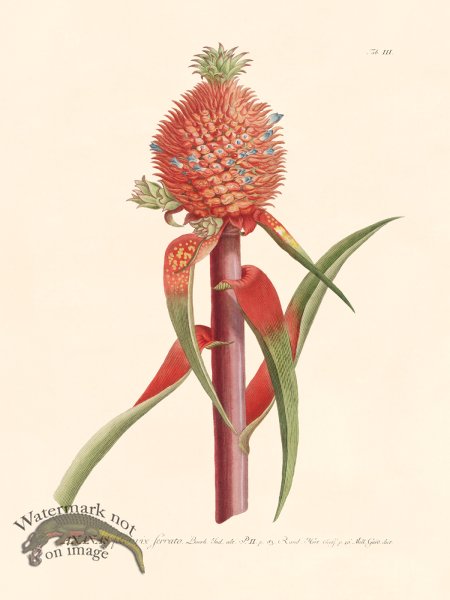 (image for) Trew Botanical 03