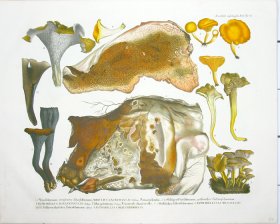 (image for) Mushroom Atlas 23