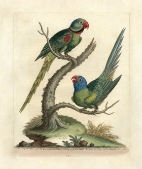 (image for) Edwards Parrot 31.jpg