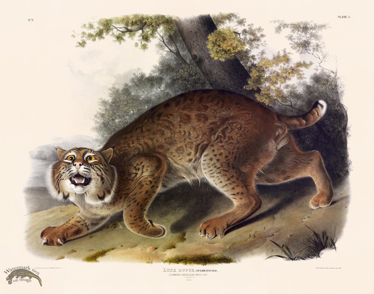 (image for) 001 American Wild Cat