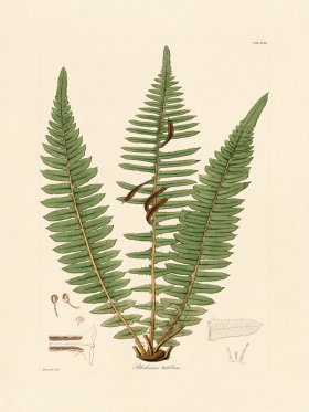 Hooker Fern 18