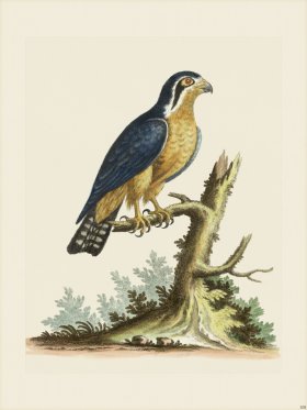 (image for) Edwards 108 Little Indian Hawk