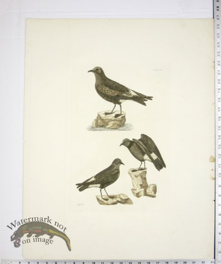 (image for) Seculas Petrel and Stonny