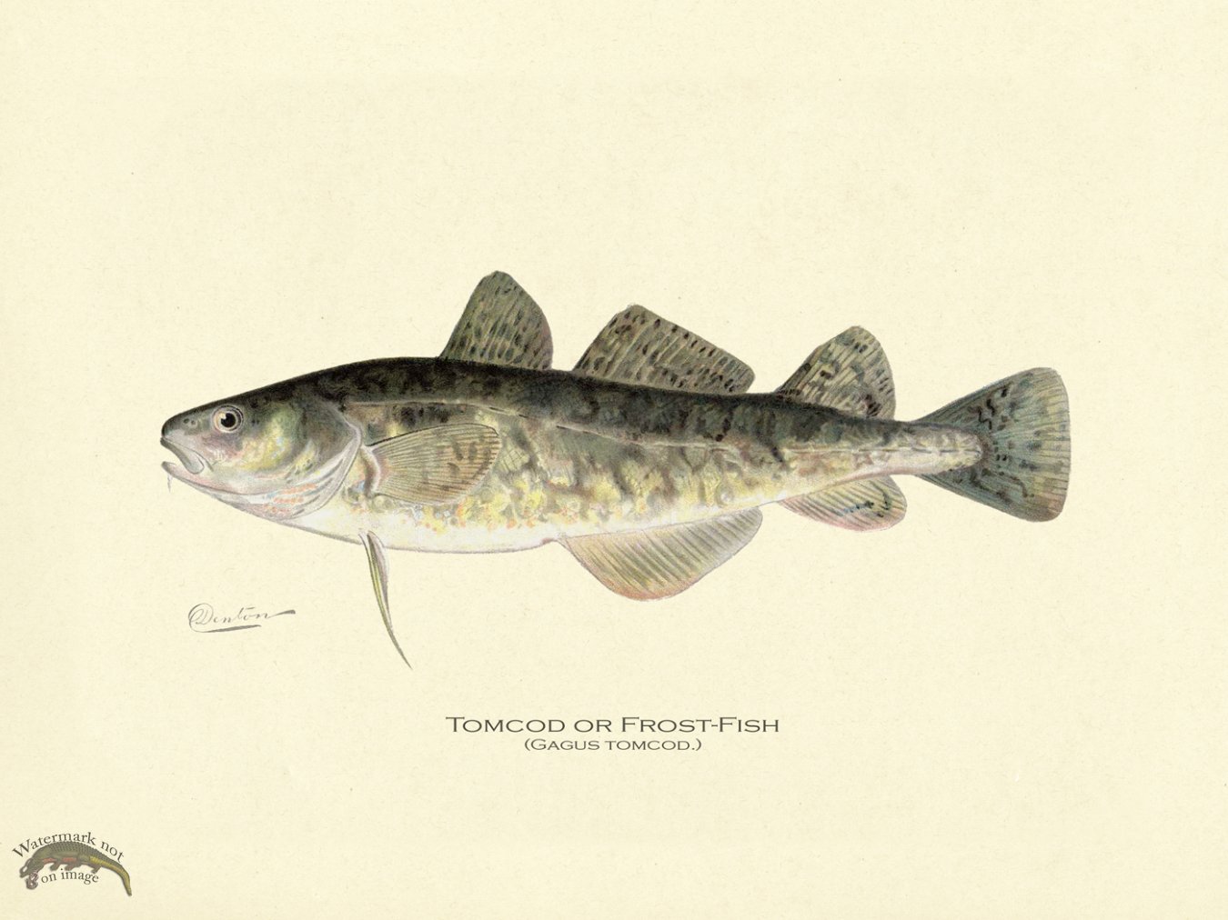 Tomcod or Frost-fish