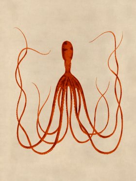 Octopus Orange 23