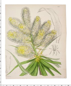 (image for) Curtis Botanical 058